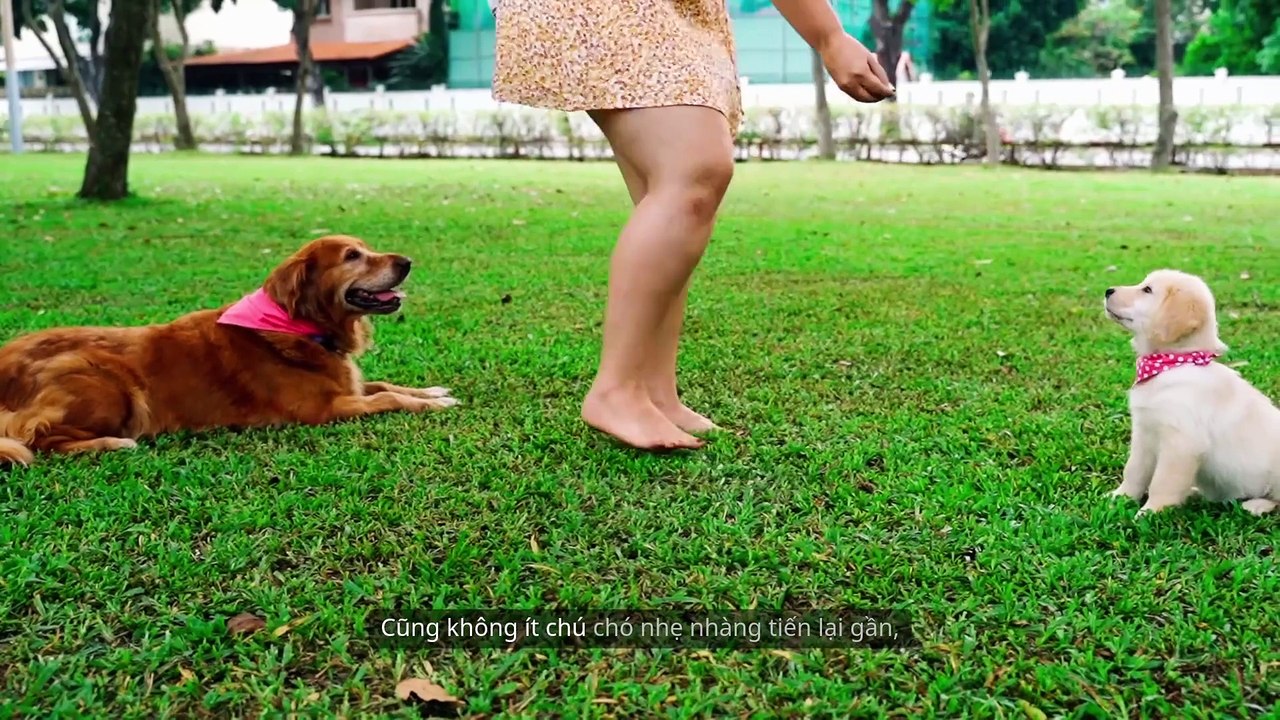 Khi Chó Lần Đầu Nghe Chủ Nói I Love You