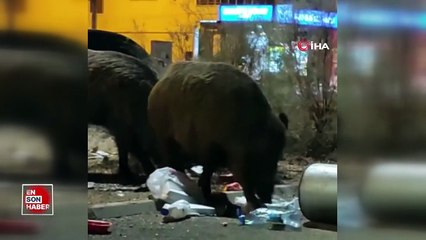 Dev domuzlar Balçova’da çöpleri mesken tuttu