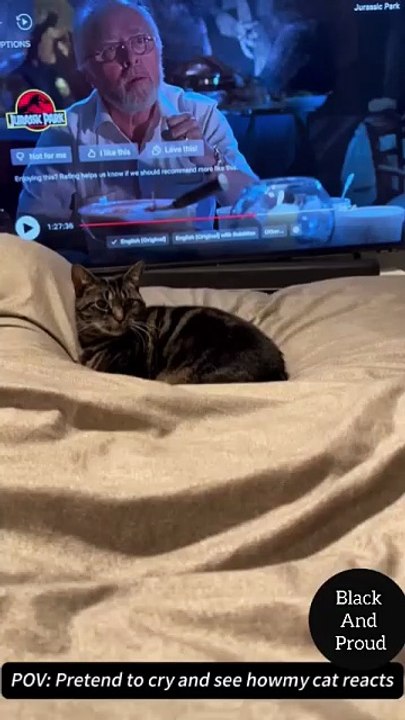 How Cats React When It Owner Cry