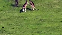 Kangaroos fighting in Australia 🇦🇺