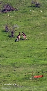 Kangaroos fighting in Australia 🇦🇺