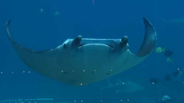 Manta ray glides through the Georgia Aquarium tank in a steady motion