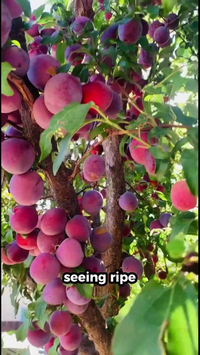 5 Countries With Surprising Cultural Habits #facts #funfacts #shorts #china  #india #viral #trending #korea #saudiarabia #india #pakistan #china #russia #japan