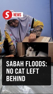 Sabah floods: Cat lover refuses to leave flooded home without 'fur babies'
