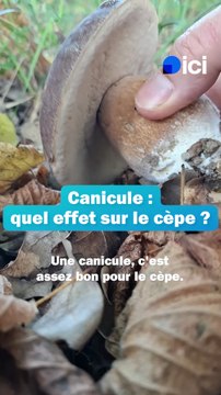 Cèpes : Une canicule, c'est assez bon pour la pousse du champignon