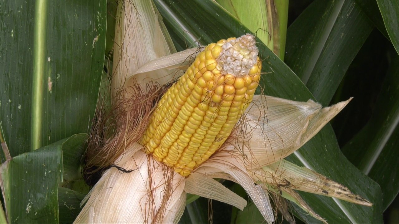 Con Preceon–Smart Corn System il futuro del mais si sviluppa in Italia