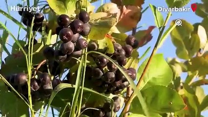 Kanserden kaybettiği eşi için temin edemediği aronyanın üretimini yapıyor!