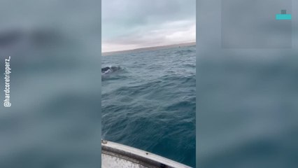 Close Whale Encounter on Tiny Boat