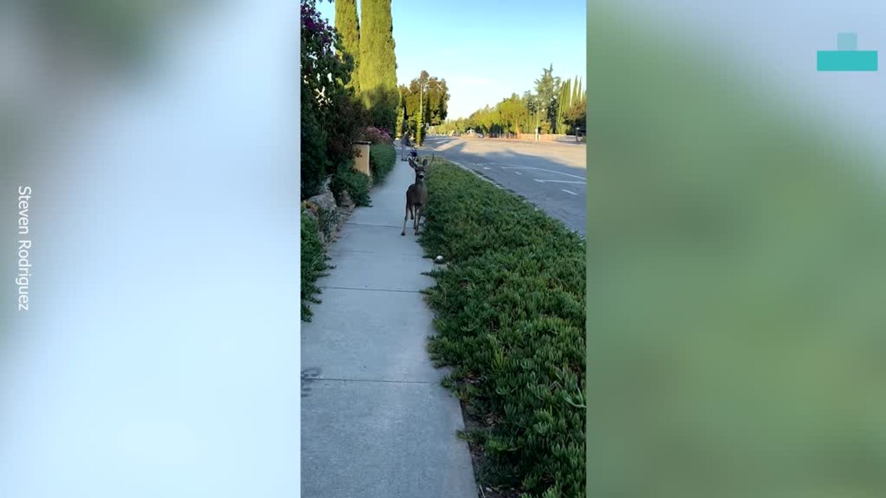 Deer Almost Runs Into Man