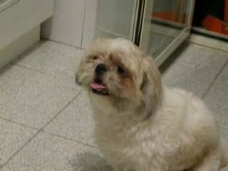 dodo cane parlante 1