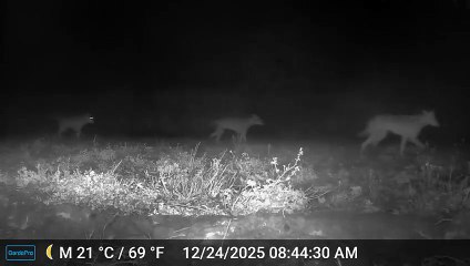 I lupi "a passeggio" lungo l'argine dell'Arno a Camaioni