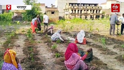 भरतपुर में पहली बार मियावाकी तकनीक का इस्तेमाल, मोक्षधाम में एक दिन में रोपे 5,000 पौधे