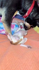 Brossage dentaire : mission impossible.