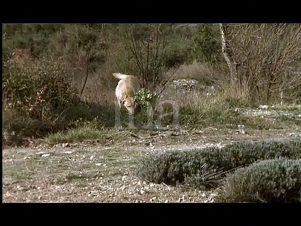 Le Serre aux Truffes - 1997