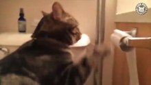 "Funniest Animals Ever! 2025 | Animal Comedy Kingdom
