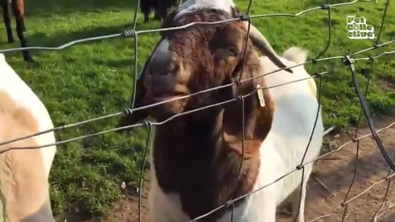 "Funniest Animals Ever! 2025 | Animal Comedy Kingdom
