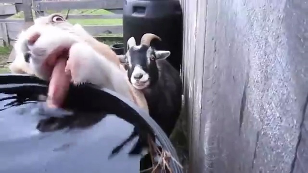 "Funniest Animals Ever! 2025 | Animal Comedy Kingdom