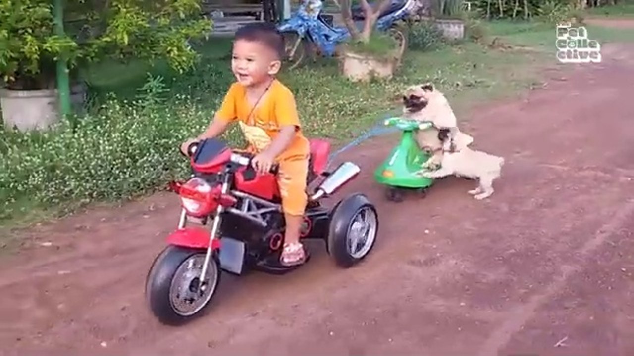 "Funniest Animals Ever! 2025 | Animal Comedy Kingdom