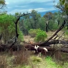 Le chien montre son pote comment franchir l'arbre tombé, sans glisser.