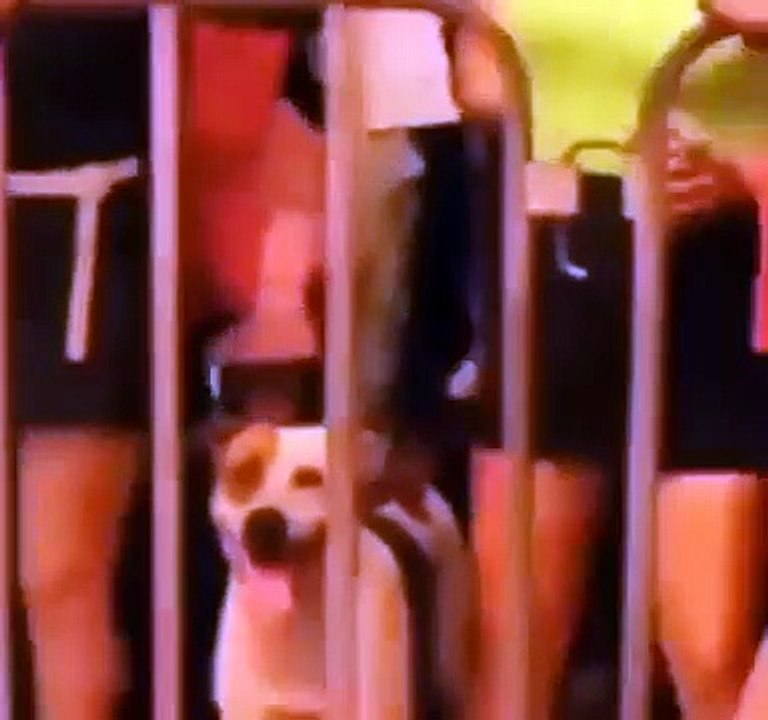 Le propriétaire d'un chien perdu a mis une photo du toutou qui s'est enfui, et 30 minutes plus tard, un voisin a envoyé vidéo du toutou kiffant concert avec des inconnus.