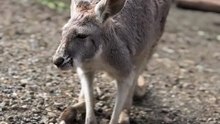 Kangaroo diaries only in Australia 🇦🇺