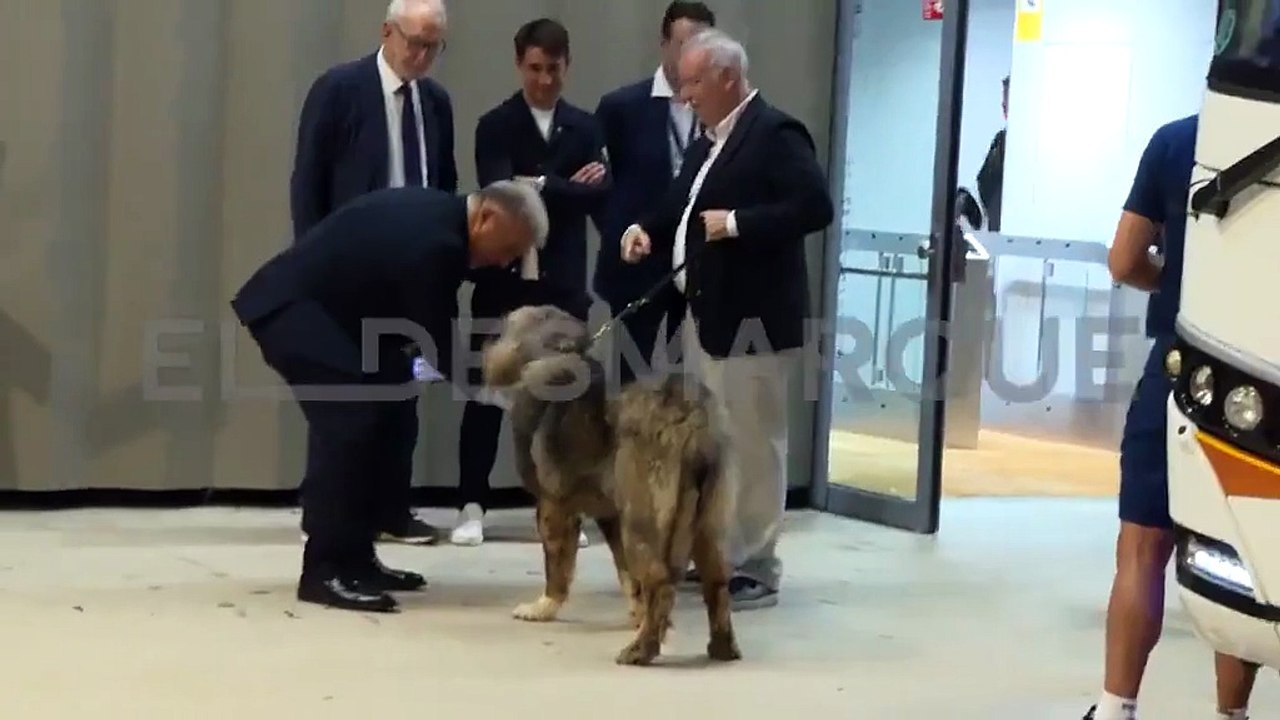 La carantoña de Joan Laporta al perro de Alejandro Echevarría durante el Barça-Valencia