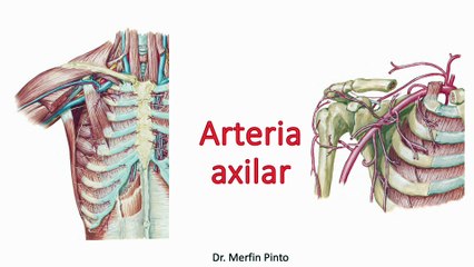 Arteria axilar complejo #elcuerpoymas #salud #medicina #anatomía
