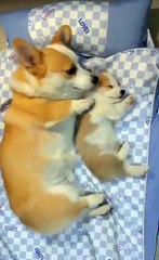 Maman et son chiot, l’adorable 💓