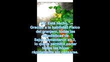 CULTIVANDO EN LA TORRE SOLITARIA NOVELA PARTE -81