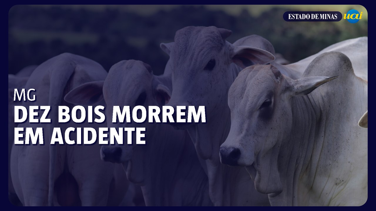 Dez bois morrem em acidente