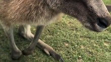 Pretty boy! Kangaroo diaries only in Australia 🇦🇺  #nature #animals #reels #trending #viralreels