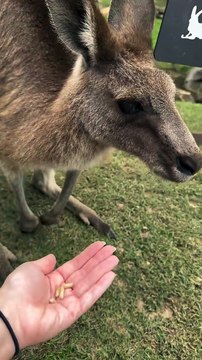Pretty boy! Kangaroo diaries only in Australia 🇦🇺 #nature #animals #reels #trending #viralreels