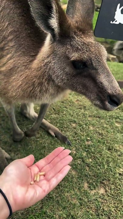 Pretty boy! Kangaroo diaries only in Australia 🇦🇺  #nature #animals #reels #trending #viralreels