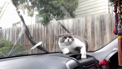 Ultimate Funny Cat Videos Compilation For Endless Laughs