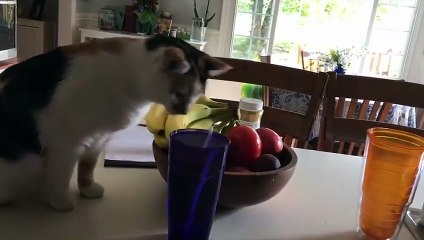 Hilarious Cat Funny Moments That Will Make You Laugh Hard