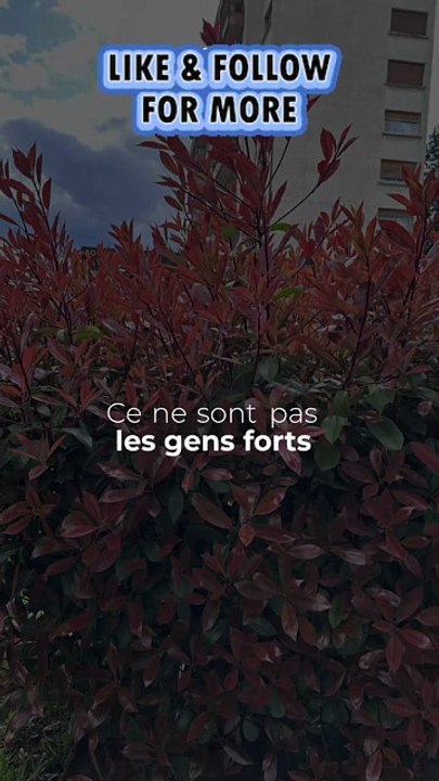 #motivation #BR3 #success #conseil #leçon (3)