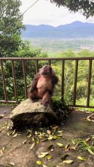 One of Xingxing's arms can only be used to eat with one hand now