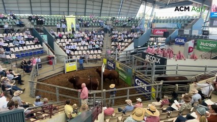 Oasis A bull rewrites Droughtmaster National record price
