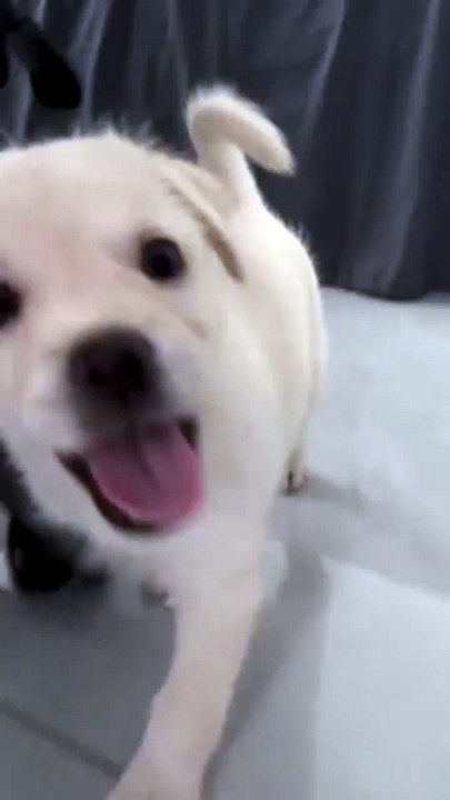 Warning: This Cat & Dog Clip Will Make You LOL 😆
