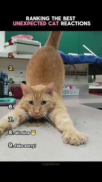 Ranking The Funniest Unexpected Cat Reactions! #cat #cats funny video #funny video