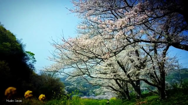 Sachii Toheed [ Engineer Muhammad Ali Mirza ]