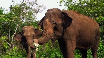 Lucy - The Stolen Lives of Elephants 2025 Full Episode