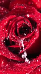 La Pink Cica Exosome Serum Launch | 90% Saw Hydration in 1 Week, 85% Fewer Fine Lines #exosomes