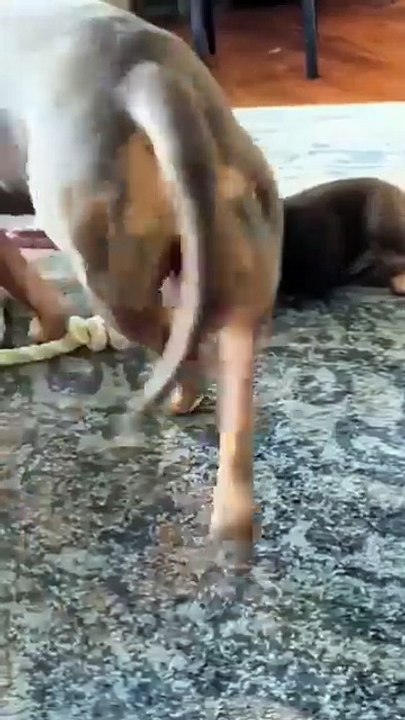 Petites dents, gros drame