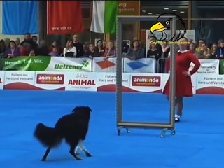 Un chien espiègle a fait sensation, la foule a applaudi, on a tous été impressionnés.