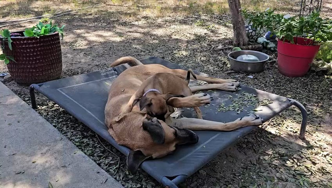 Dents de chiot tranchantes sur le visage – grand frère, s’en fiche !