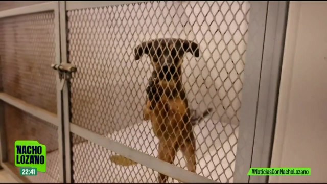 Acusan al alcalde de Santa Catarina en Nuevo León de sacrificar a 70 perros