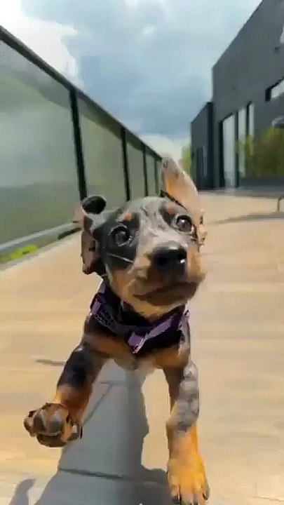 Allez, cours, mon cher chien, je t'adore.