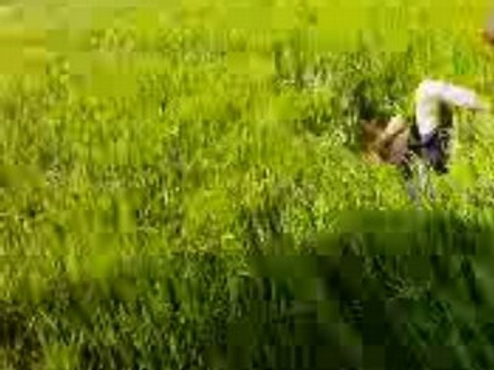 Dans les champs