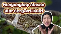 Mengungkap Alasan Ular Berganti Kulit dan Proses di Baliknya